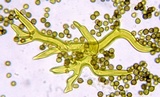 Calbovista subsculpta image