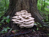 Climacodon septentrionalis image