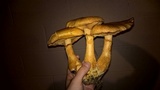 Gymnopilus luteus image