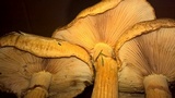 Gymnopilus luteus image