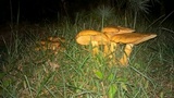 Gymnopilus luteus image