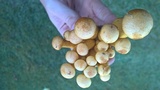 Gymnopilus luteus image