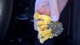 Gymnopilus luteus image