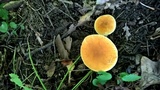 Gyroporus castaneus image