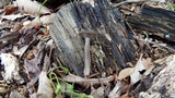 Pseudoclitocybe cyathiformis image