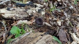Pseudoclitocybe cyathiformis image