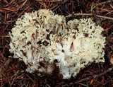 Ramaria rasilispora var. scatesiana image