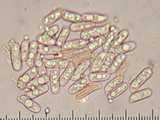 Ramaria rasilispora var. scatesiana image