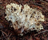 Ramaria rasilispora var. scatesiana image