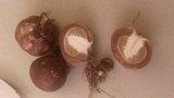 Phallus hadriani image