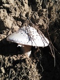 Amanita baccata image