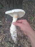Amanita magniverrucata image