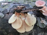 Panus neostrigosus image