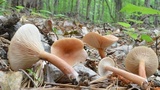 Lactarius griseus image
