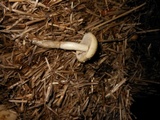 Agrocybe dura image