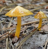 Hygrocybe psittacina var. perplexa image