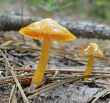 Hygrocybe psittacina var. perplexa image