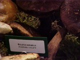 Boletellus mirabilis image