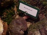 Boletus zelleri image