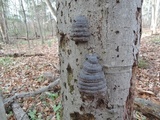 Fomes excavatus image