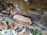 Peziza micropus image