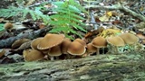 Psathyrella piluliformis image
