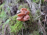 Gyromitra brunnea image