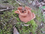 Gyromitra brunnea image