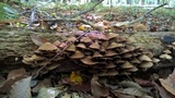 Psathyrella piluliformis image
