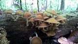 Psathyrella piluliformis image