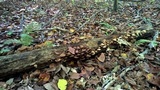 Psathyrella piluliformis image