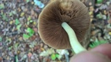 Psathyrella piluliformis image