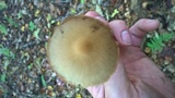 Psathyrella piluliformis image