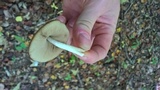 Psathyrella piluliformis image