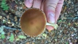 Psathyrella piluliformis image
