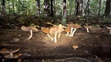 Psathyrella piluliformis image