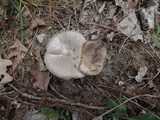 Melanoleuca cognata image