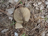 Melanoleuca cognata image