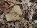 Melanoleuca cognata image