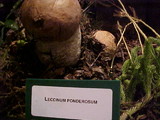 Leccinum ponderosum image