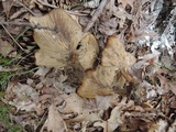 Melanoleuca cognata image
