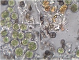 Catillaria praedicta image