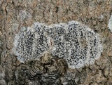 Arthonia radiata image