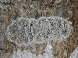 Arthonia radiata image
