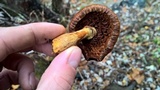 Gymnopilus luteus image