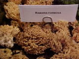 Ramaria formosa image