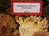 Ramaria gelatinosa image