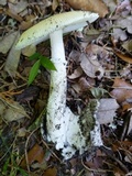 Amanita murrilliana image