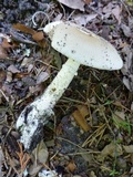 Amanita murrilliana image