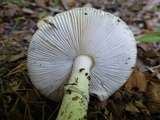 Amanita murrilliana image